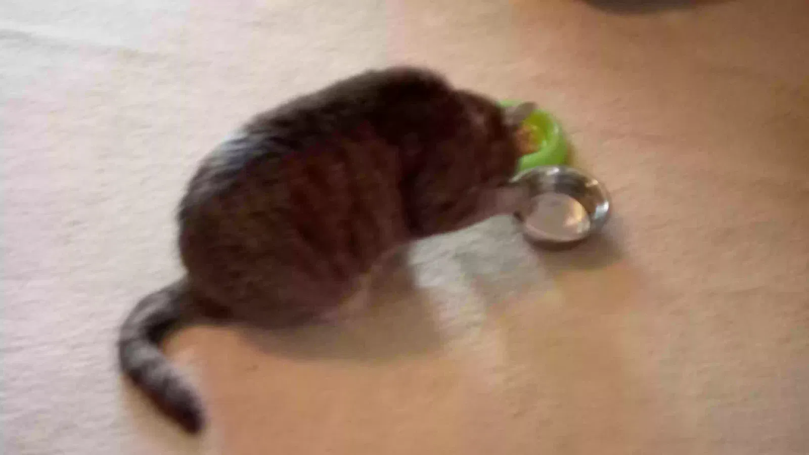 Lost cat in Fredericksburg, VA, 22408