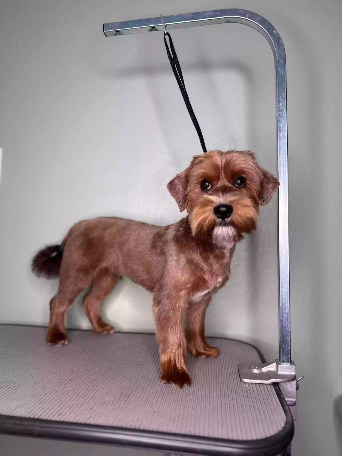 Lost dog in Commerce City, CO, 80022