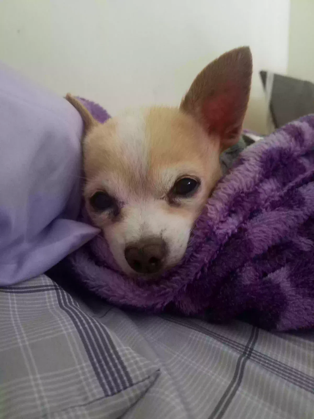 Lost dog in Houston, TX, 77099