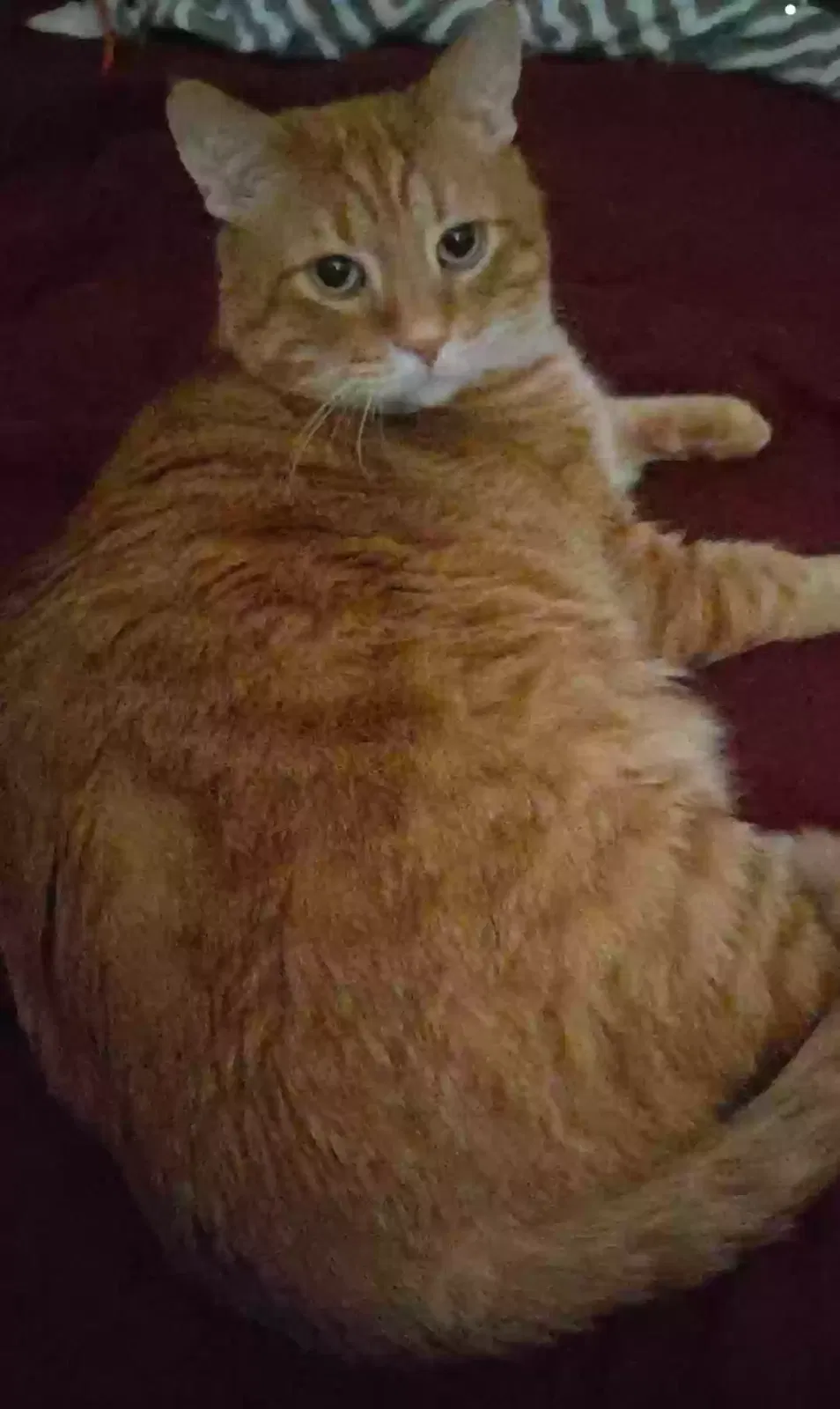 Lost cat in Killeen, TX, 76542