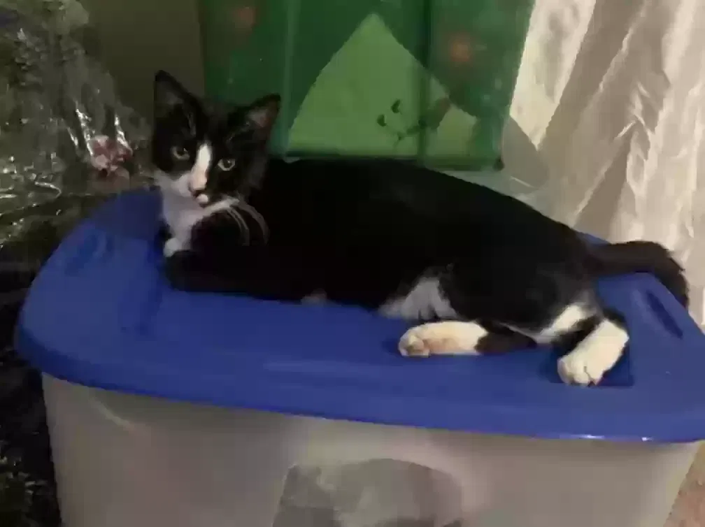 Lost cat in White Pine, TN, 37890