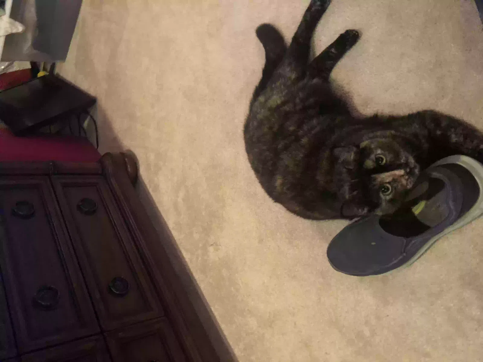 Lost cat in New Orleans, LA, 70128