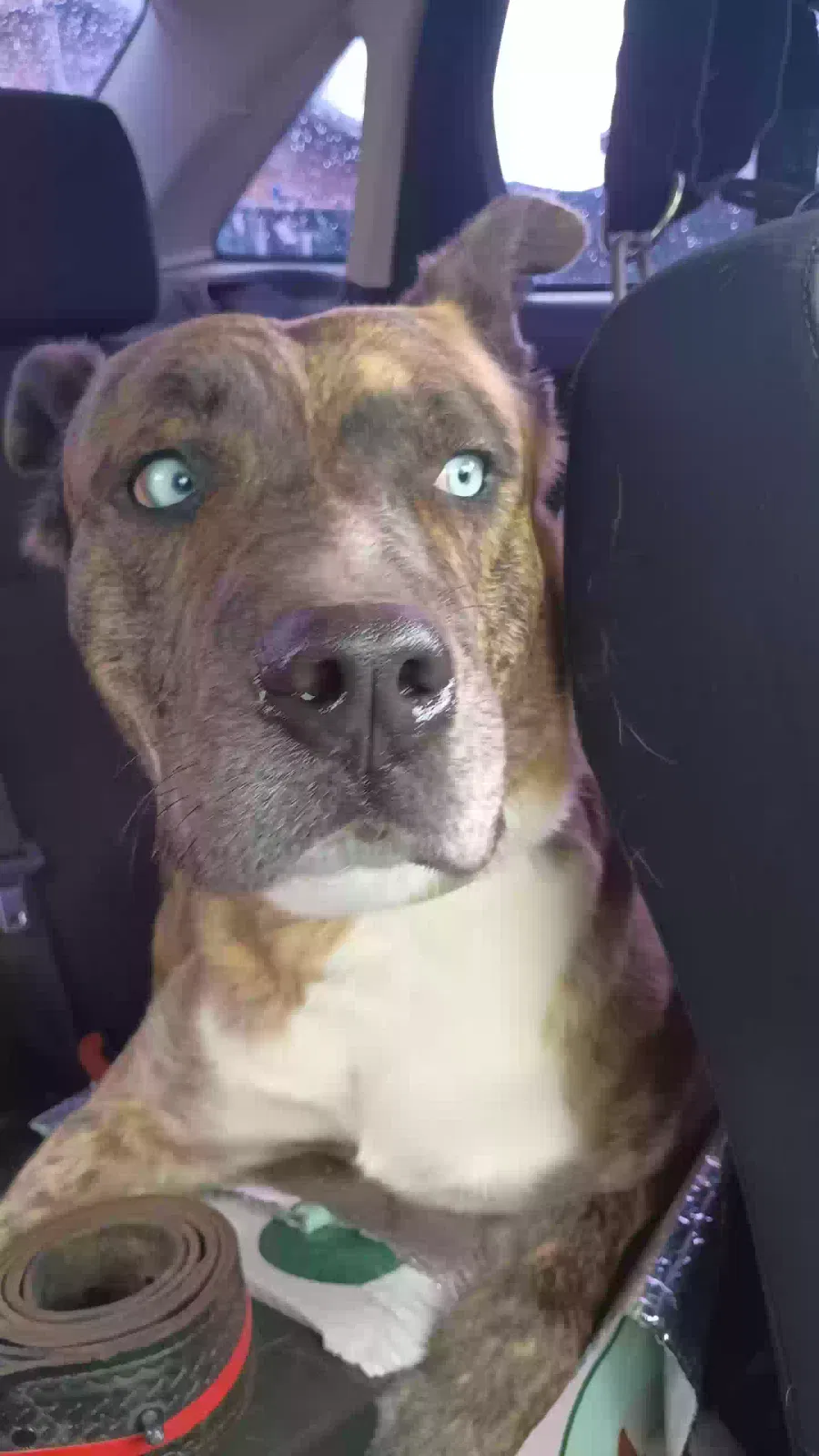 Lost dog in Albuquerque, NM, 87102