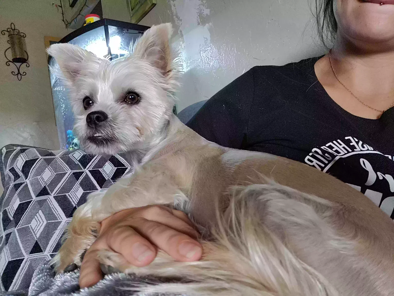 Lost dog in Oklahoma City, OK, 73159