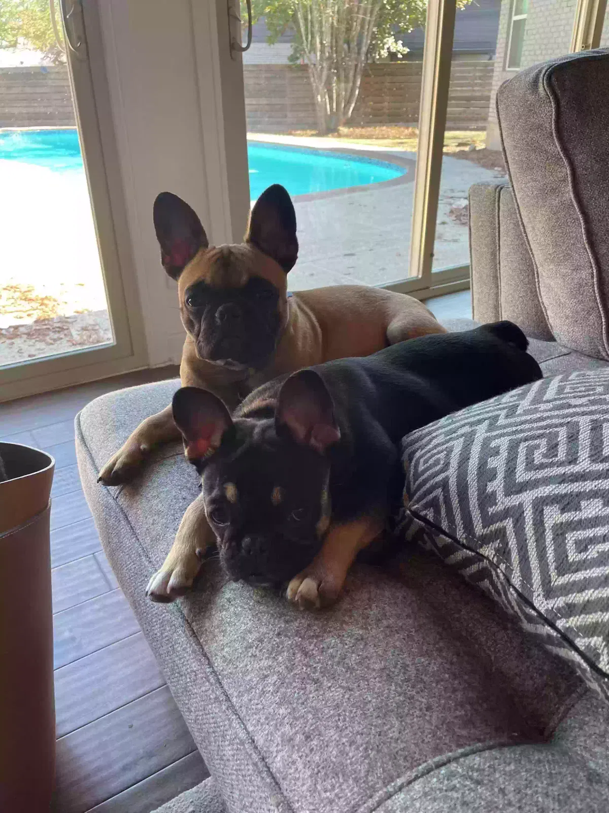 Lost dog in Dallas, TX, 75254