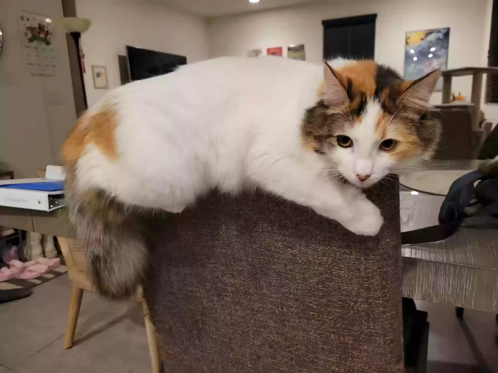 Lost cat in Ontario, CA, 91761
