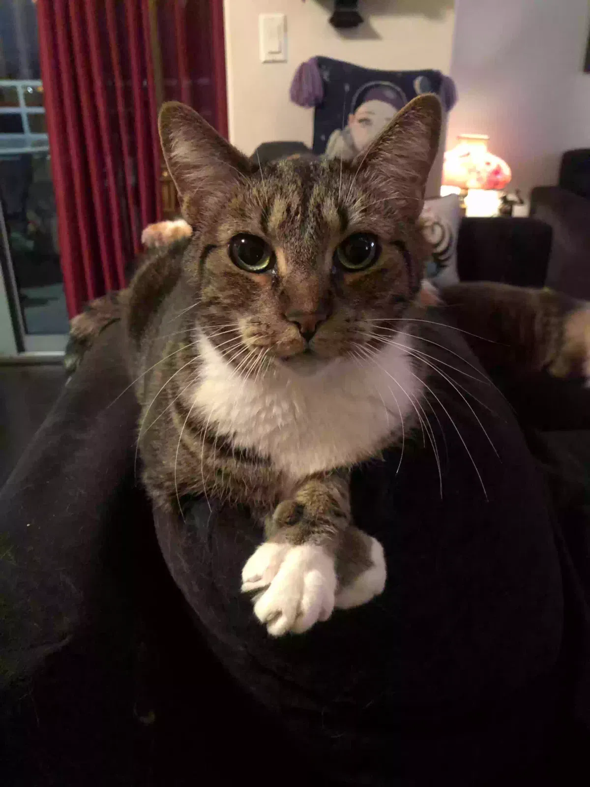 Lost cat in Los Angeles, CA, 90024