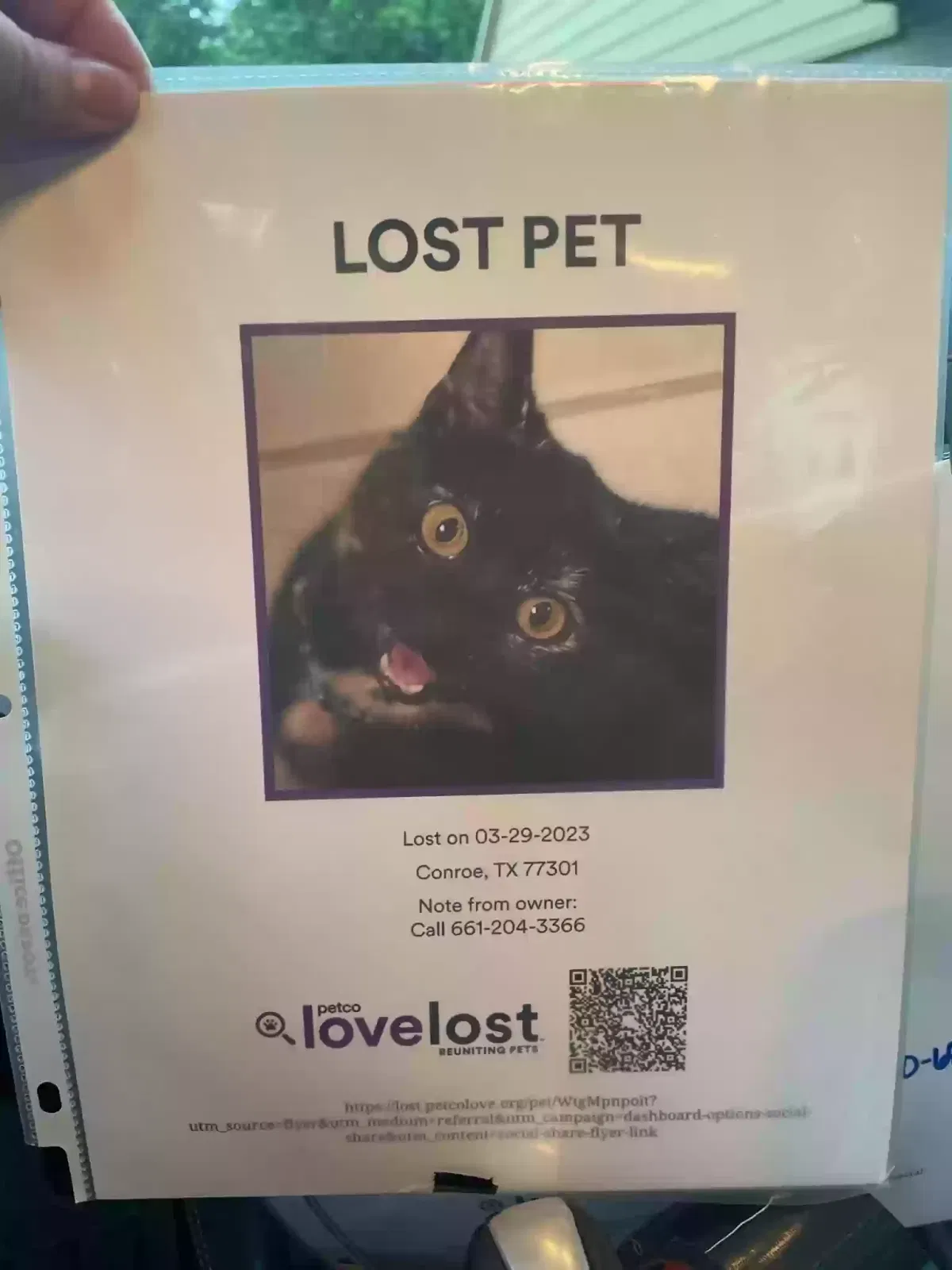 Lost cat in Conroe, TX, 77301