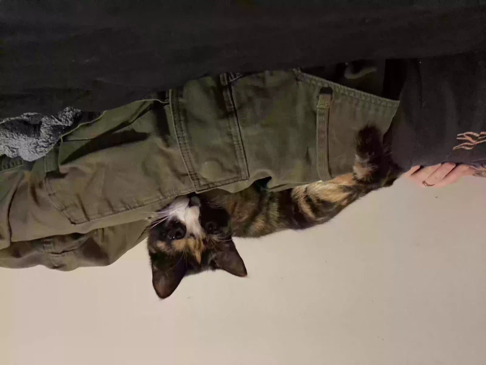 Lost cat in Marietta, GA, 30066