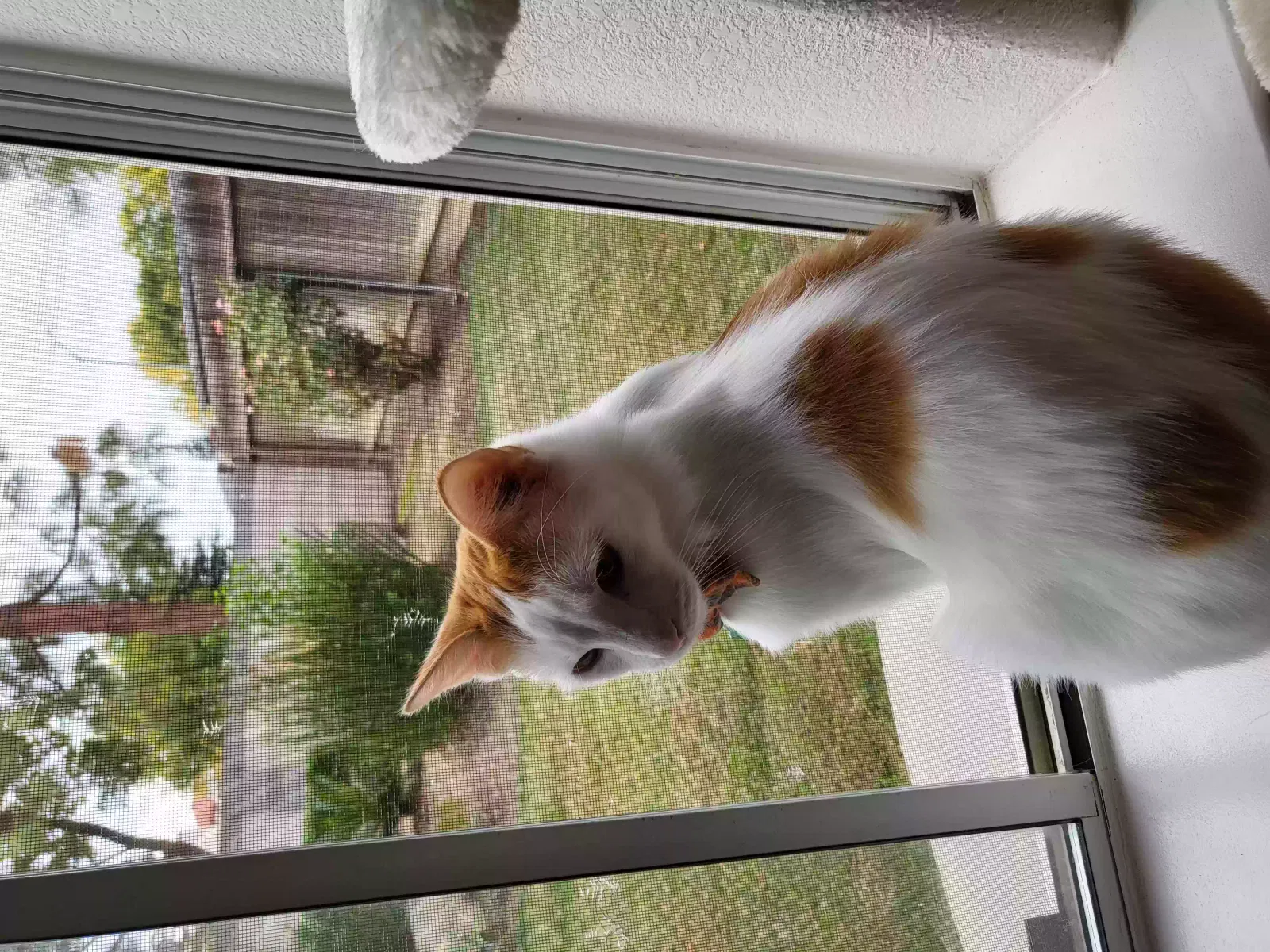 Lost cat in Fresno, CA, 93720