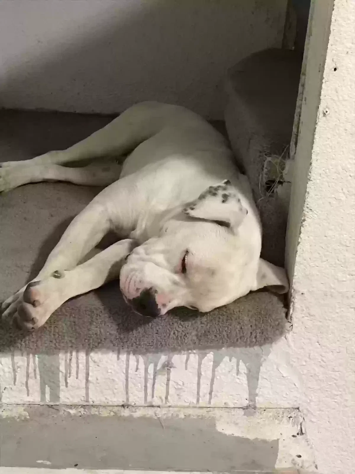 Lost dog in Corpus Christi, TX, 78404