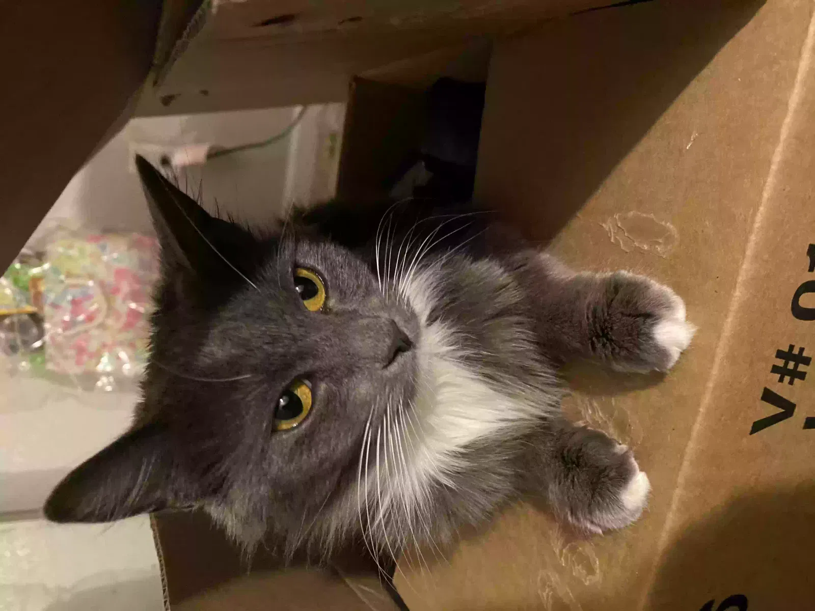 Lost cat in Roseville, CA, 95661