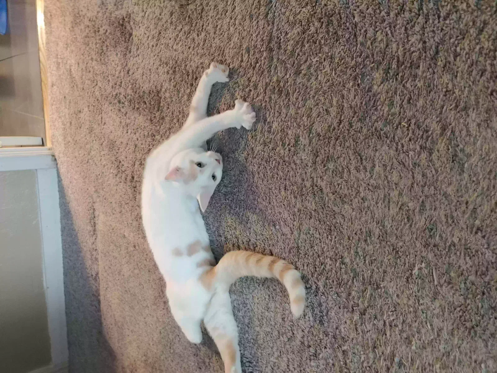 Lost cat in Seattle, WA, 98168