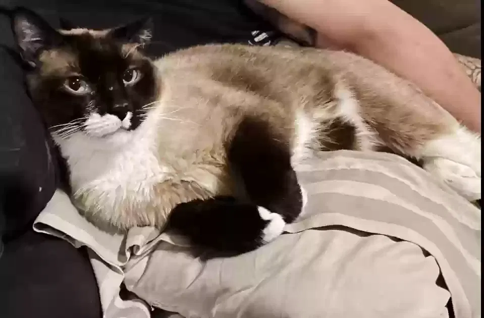 Lost cat in Glendale, AZ, 85308