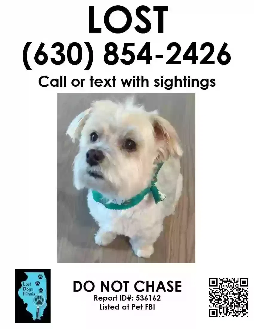 Lost dog in Bartlett, IL, 60103