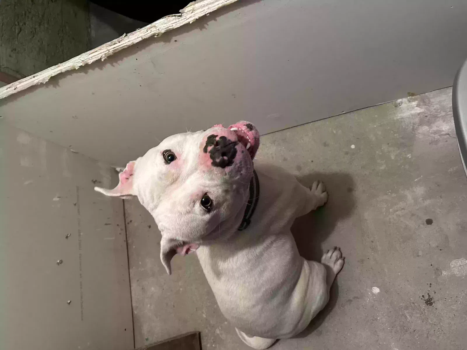Found dog in Milwaukee, WI, 53215
