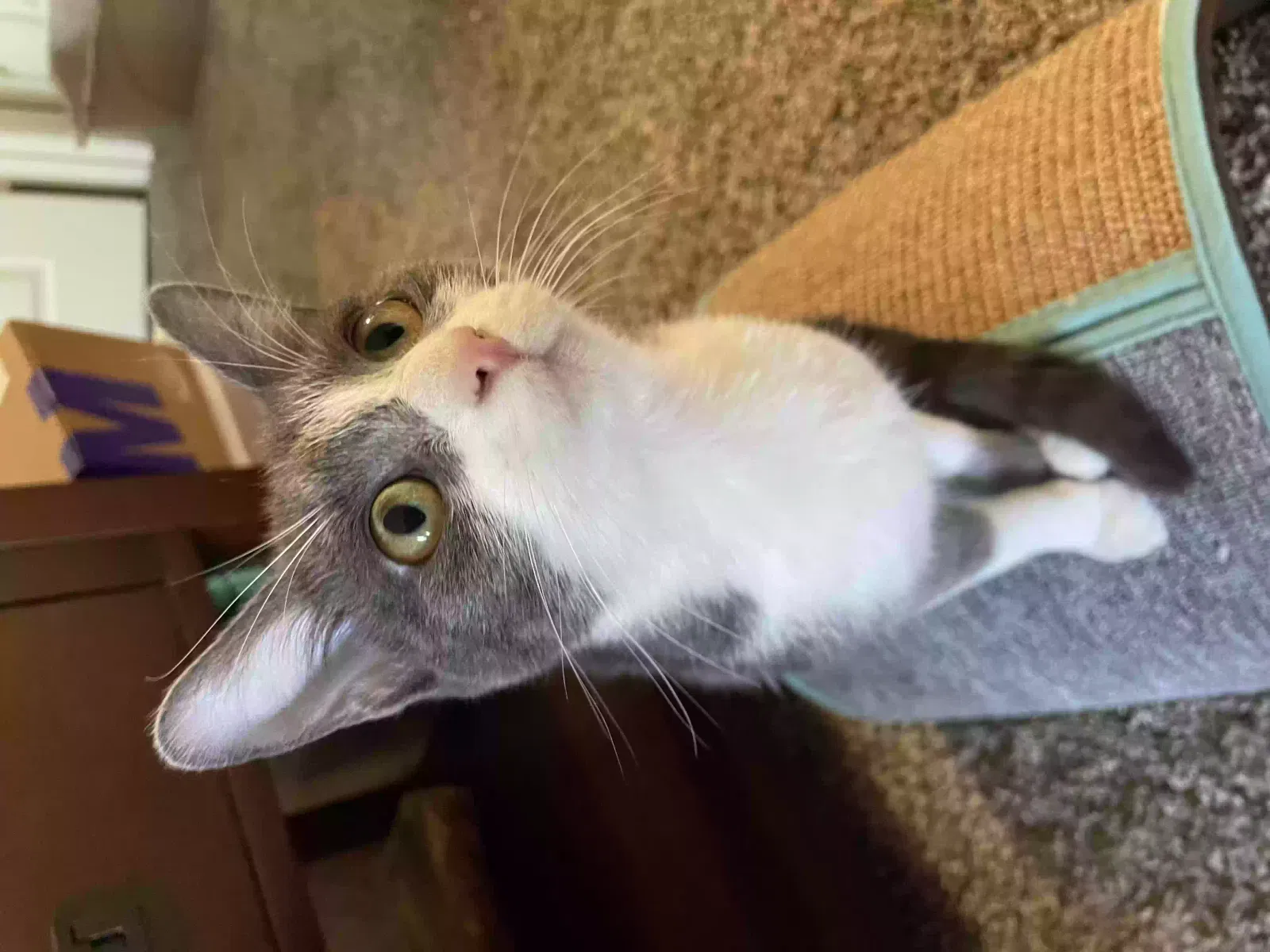 Lost cat in Hudson, FL, 34669