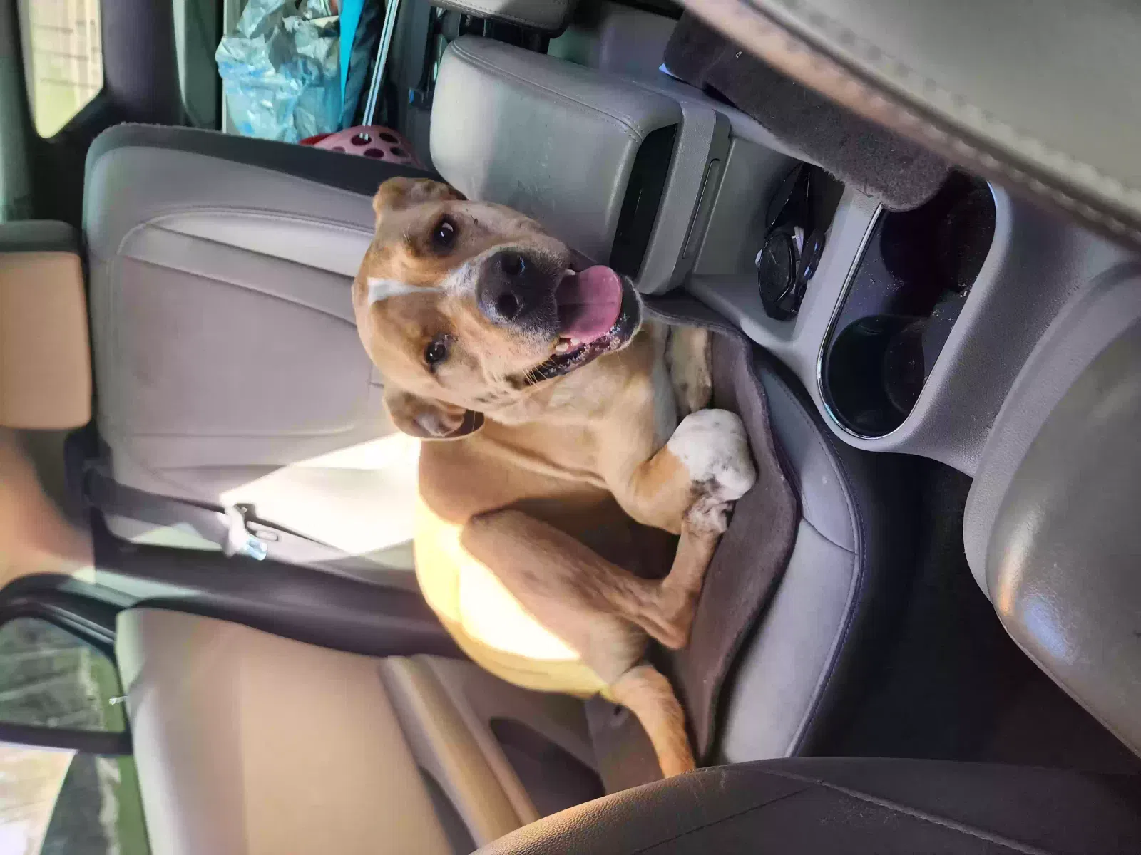 Found dog in Mount Hope, WV, 25880