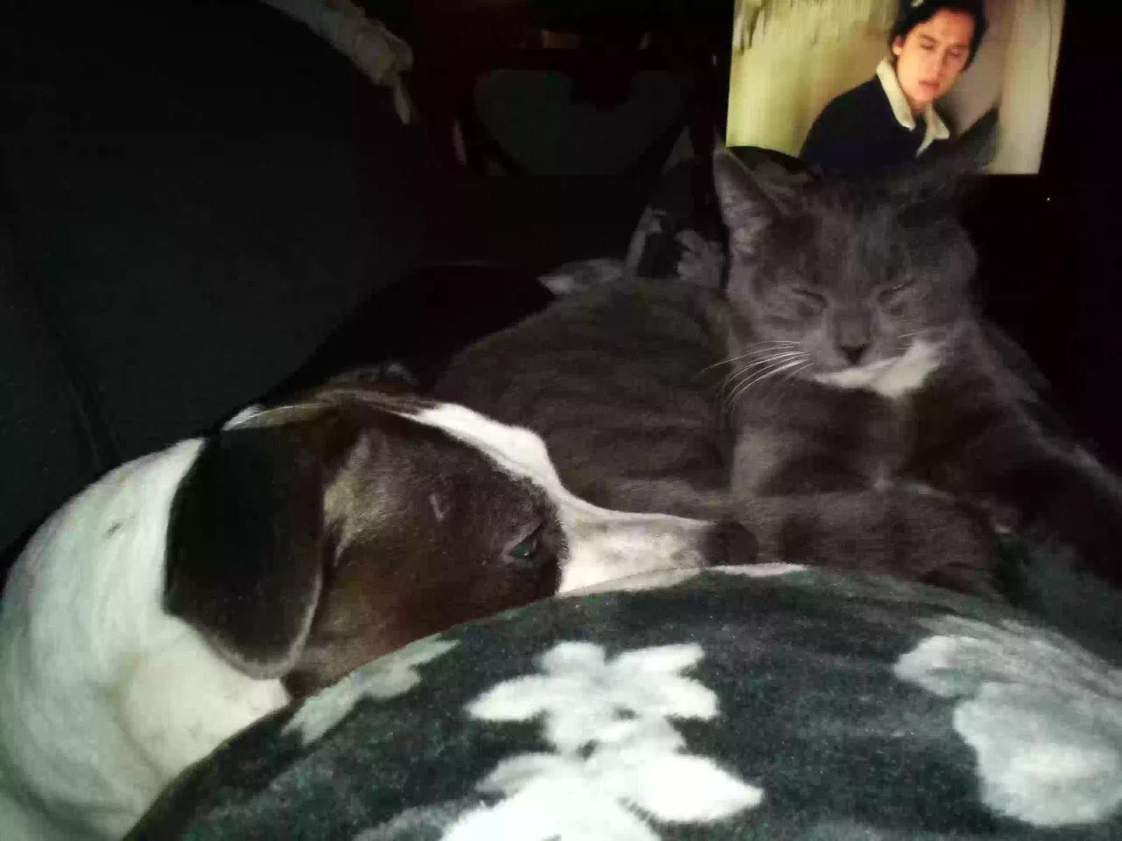 Lost cat in Dewitt, MI, 48820