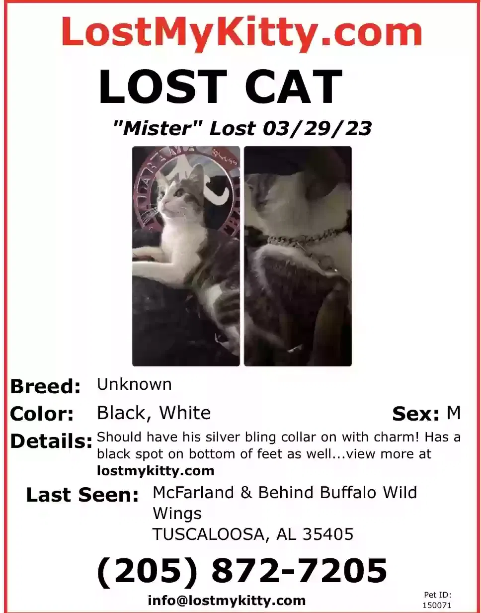 Lost cat in Tuscaloosa, AL, 35405