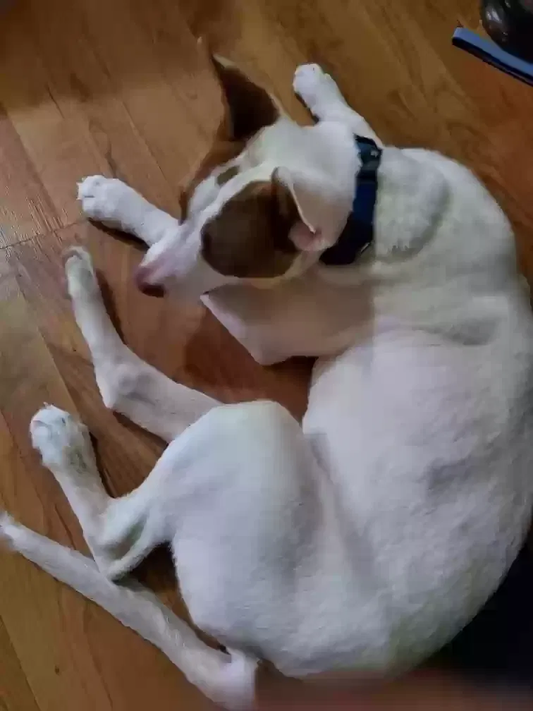 Found dog in Memphis, TN, 38115