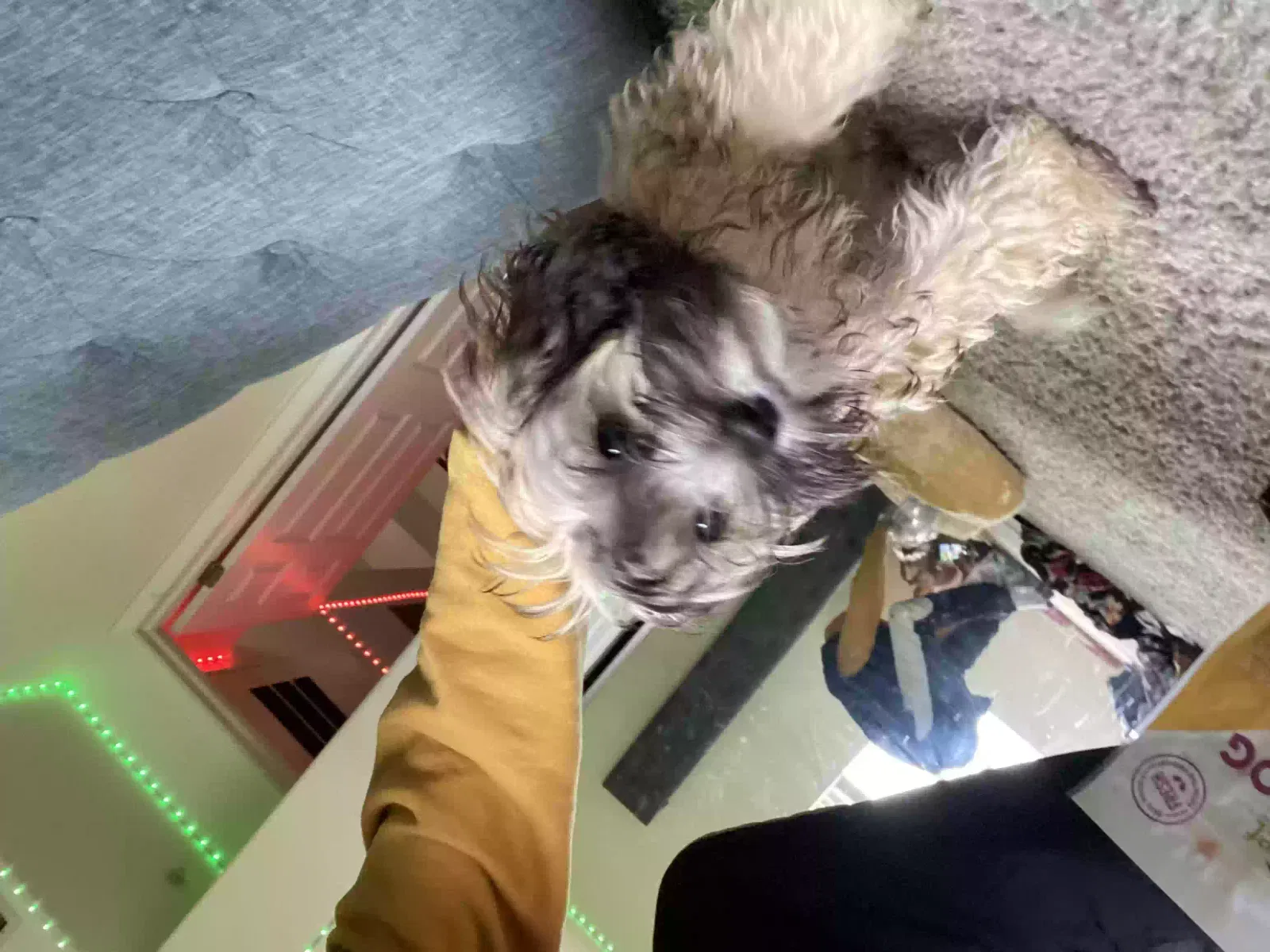Lost dog in Venice, CA, 90291