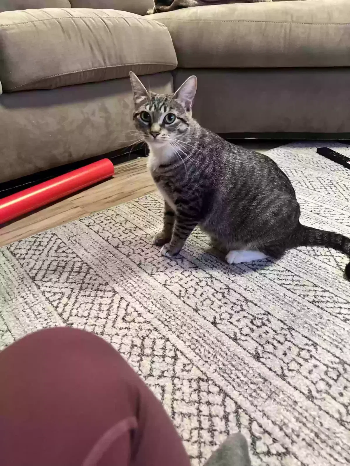 Lost cat in Portland, OR, 97227