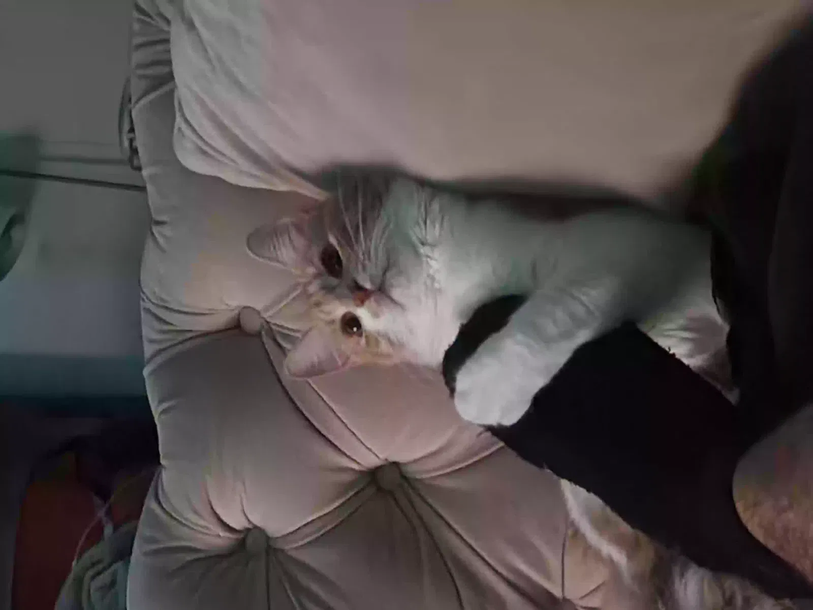 Lost cat in Duncanville, TX, 75116
