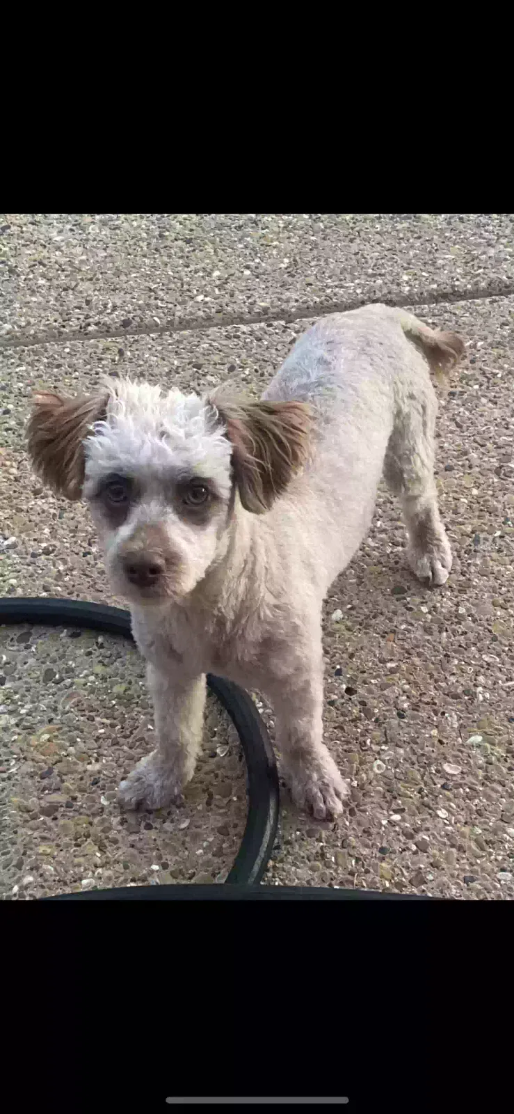 Lost dog in Chicago, IL, 60623