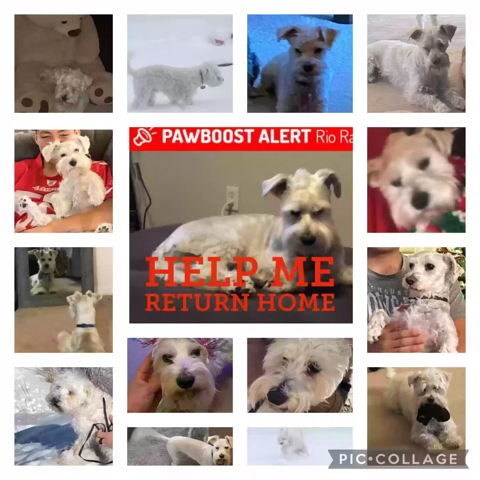 Lost dog in Rio Rancho, NM, 87144