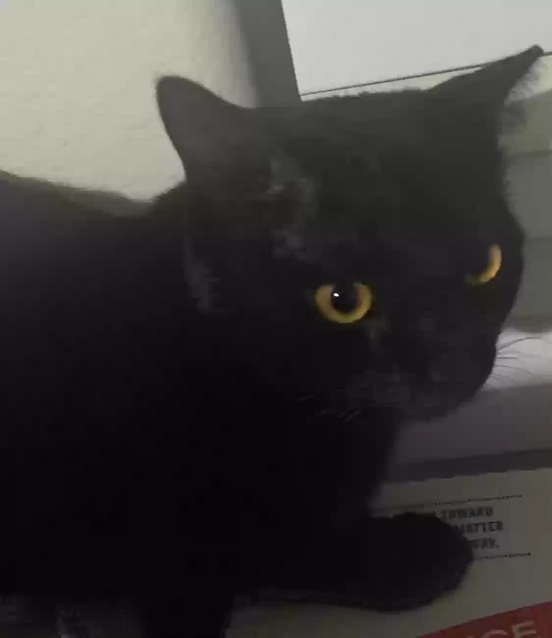 Lost cat in Henderson, NV, 89011