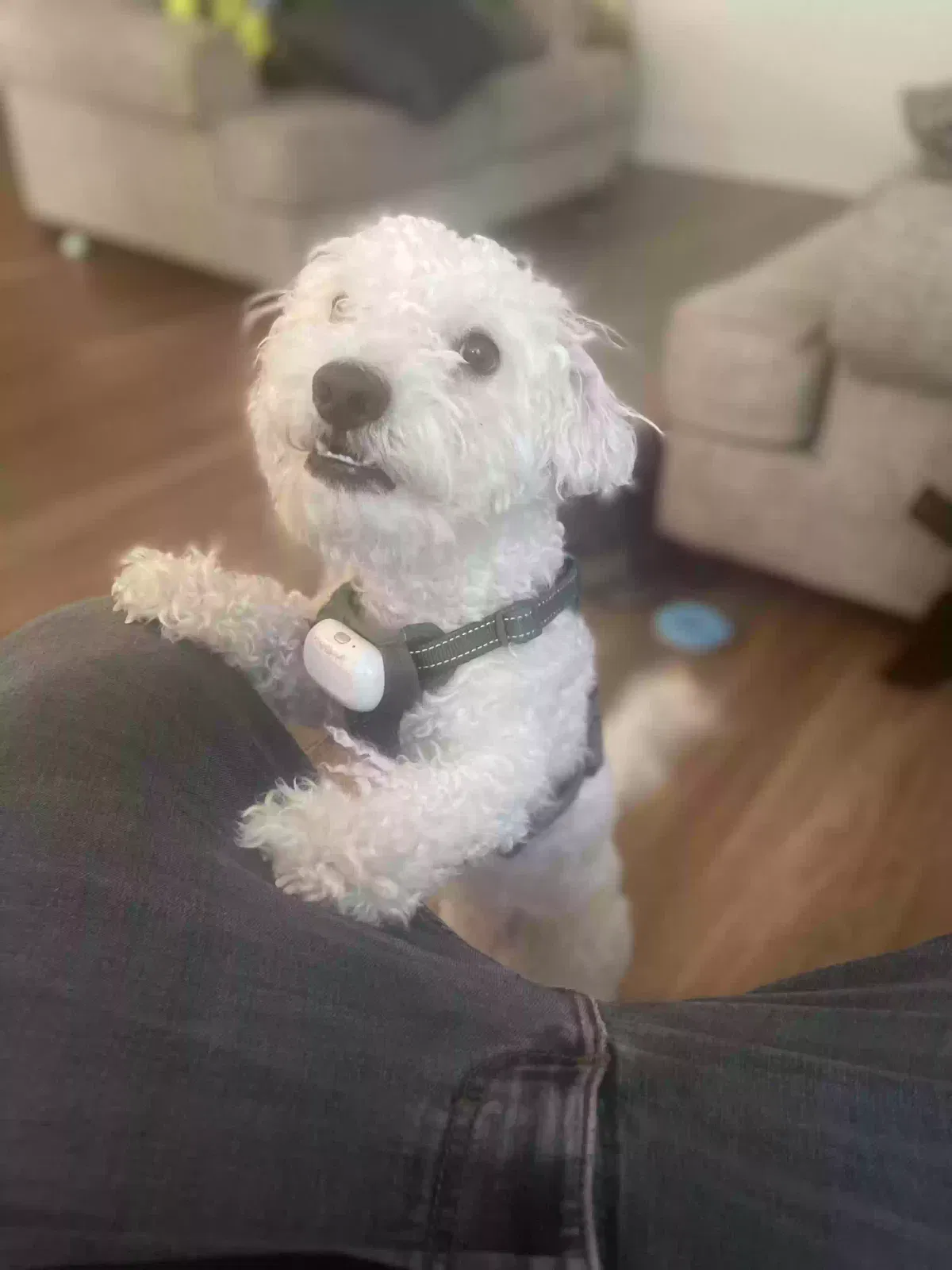 Lost dog in Corona, CA, 92883