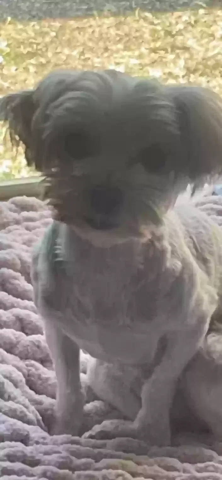 Lost dog in Wichita, KS, 67217