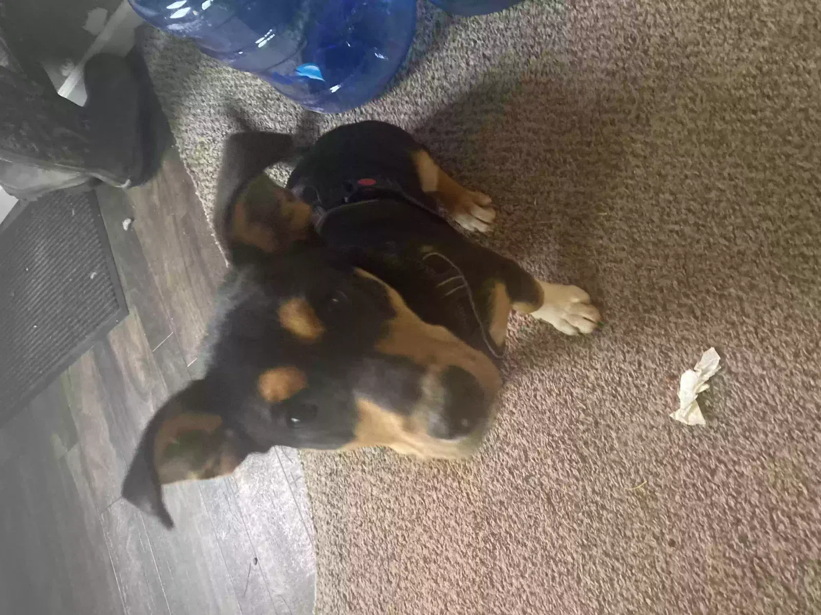 Lost dog in Bedias, TX, 77831