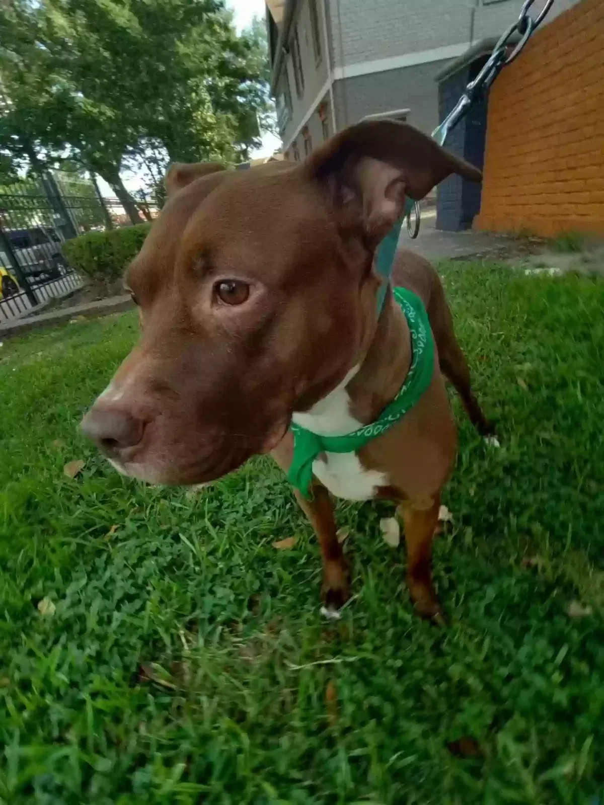 Lost dog in Houston, TX, 77036