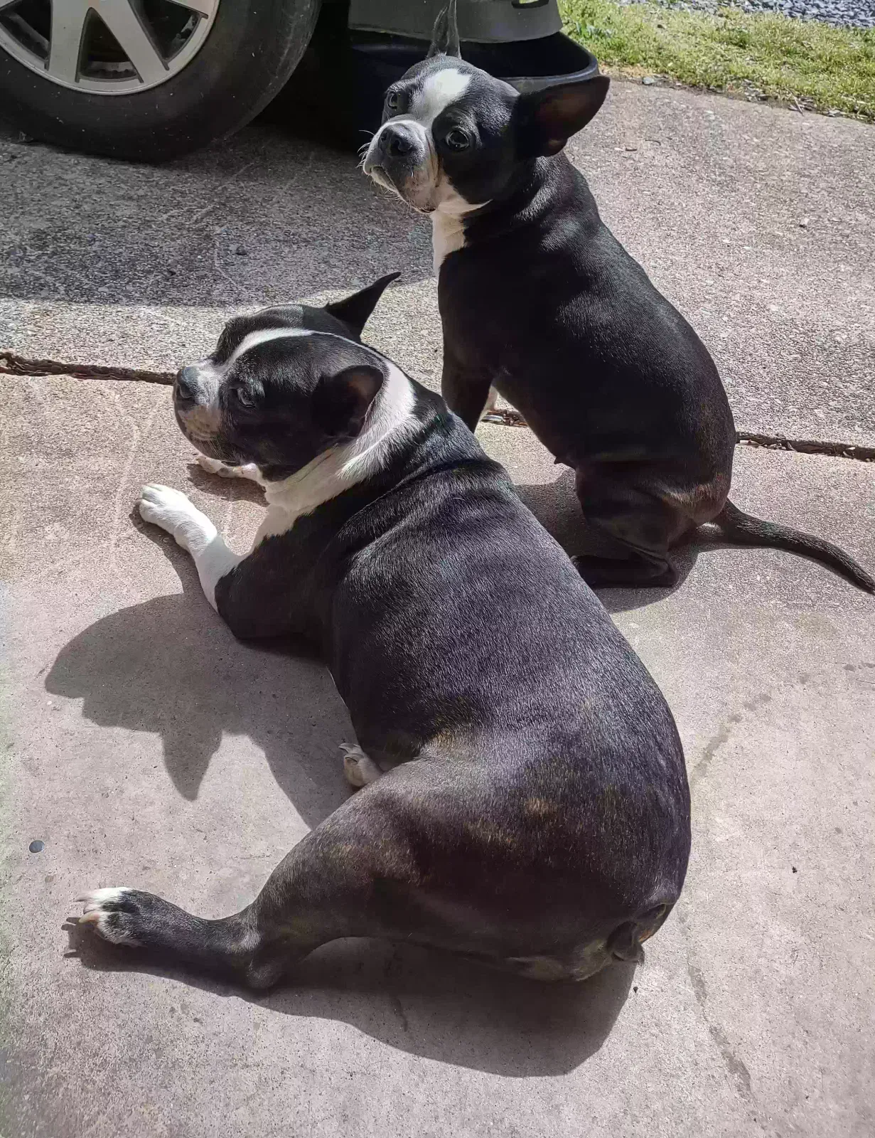 Lost dog in Dalton, GA, 30721