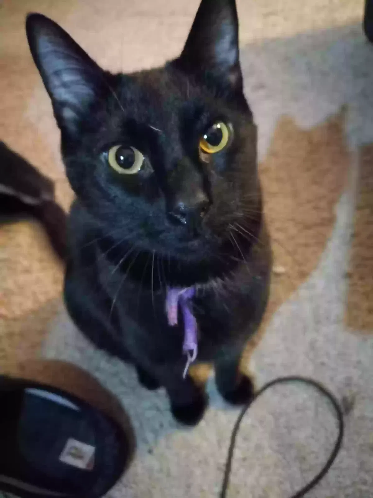 Lost cat in Greensboro, NC, 27401