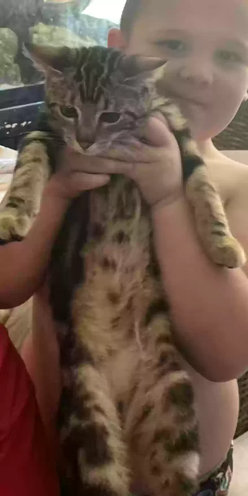 Lost cat in Cape Coral, FL, 33909