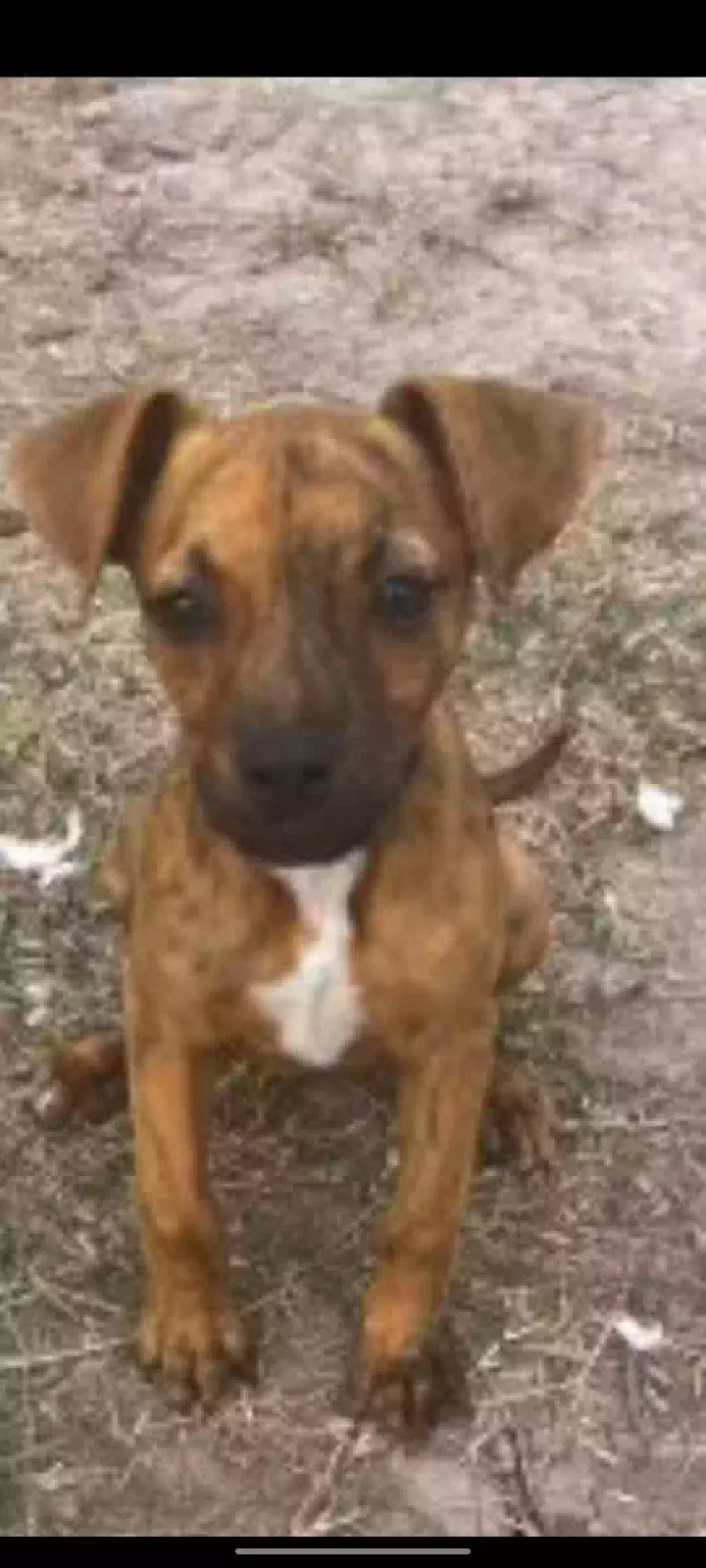Found dog in San Benito, TX, 78586