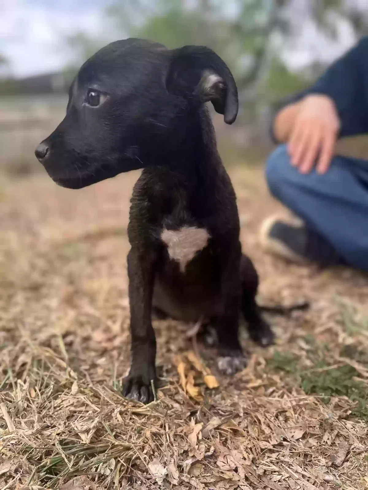 Found dog in San Benito, TX, 78586