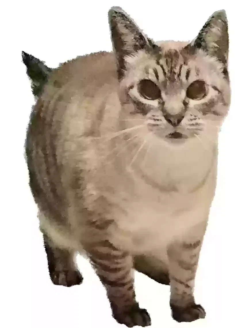 Lost cat in Baton Rouge, LA, 70815