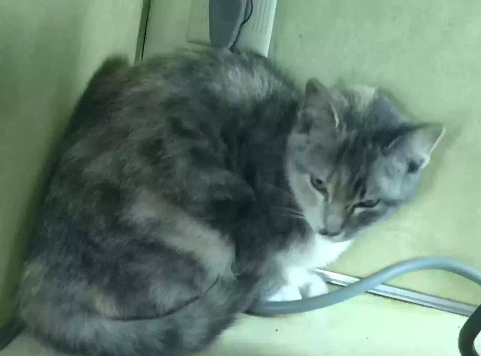 Found cat in Dayton, IA, 50530