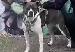 Lost dog in Denver, CO, 80204
