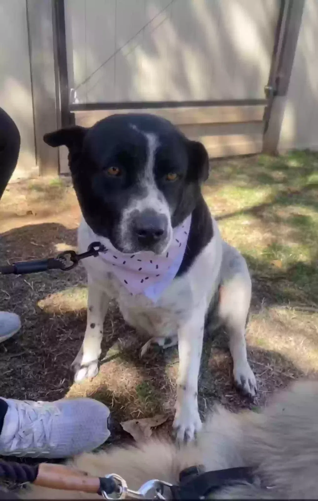 Lost dog in Guthrie, OK, 73044
