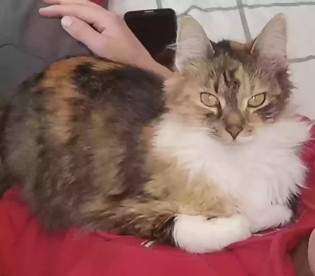 Lost cat in Oxnard, CA, 93030