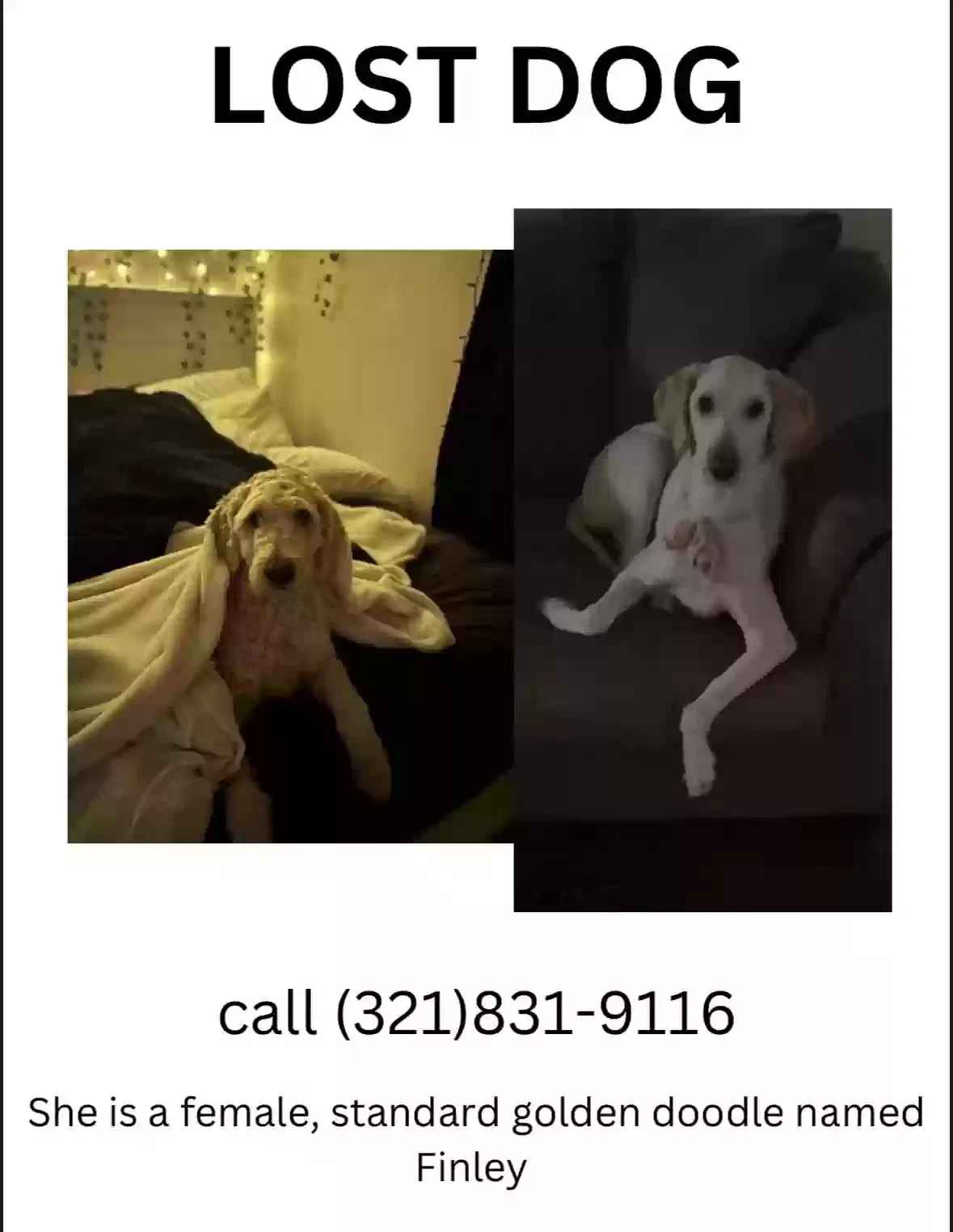 Lost dog in Raleigh, NC, 27616