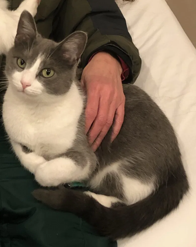 Lost cat in Leesburg, VA, 20175