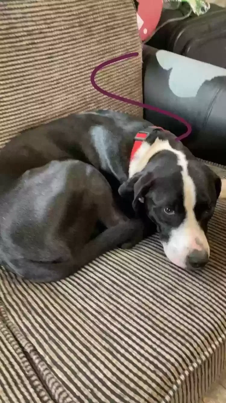 Lost dog in Tulsa, OK, 74127
