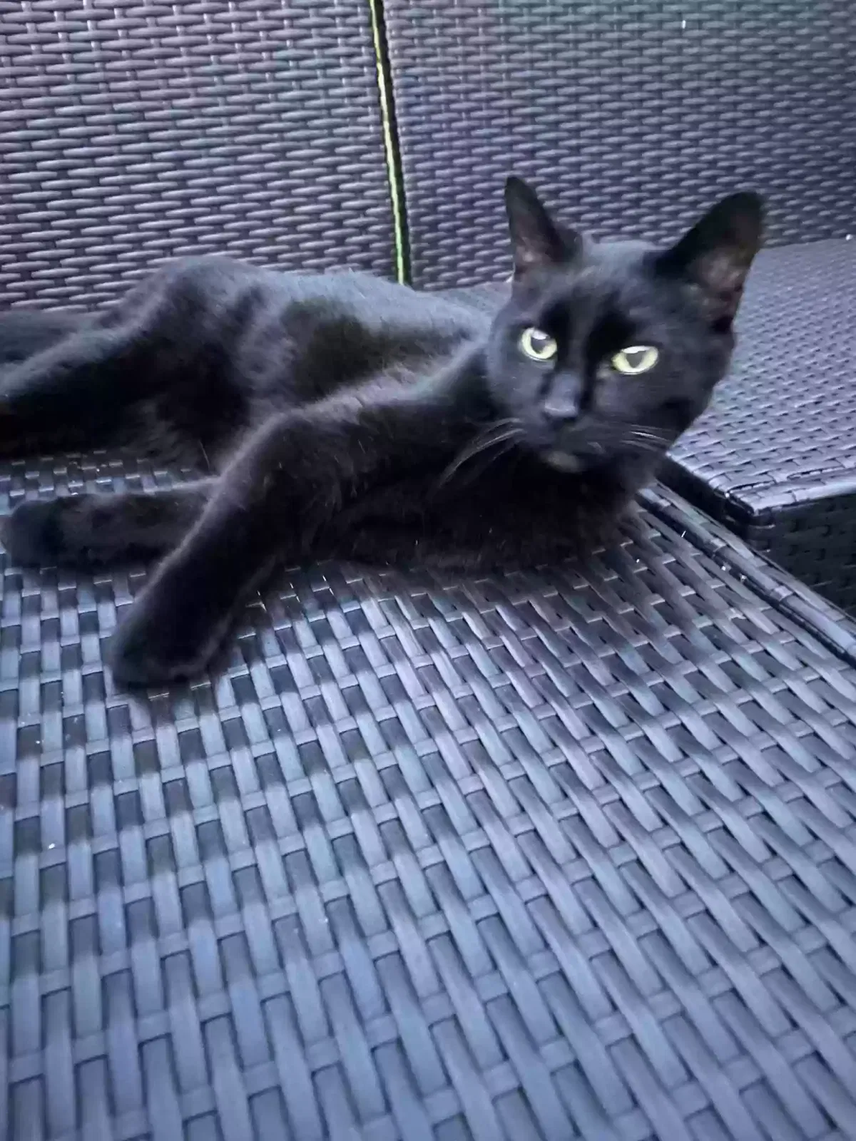 Lost cat in New Berlin, WI, 53151