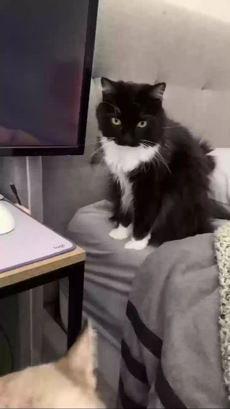Lost cat in San Antonio, TX, 78253